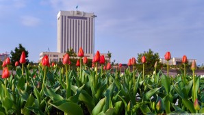 Шымкент – Қызғалдақ қала