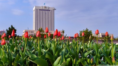 Шымкент – Қызғалдақ қала