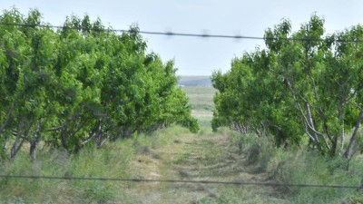 Шымкентте голландиялық үлгідегі жылыжай салынады