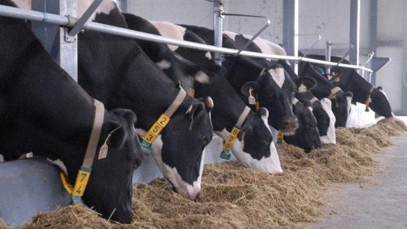 Субсидия үшін талаптар мен нормативтер бекітілді