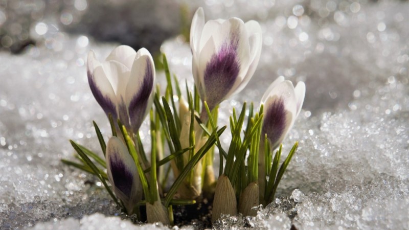 Қазгидромет: оңтүстікте үсік жүреді