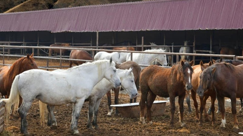 Шаруа қожалығы жылына 1000 бас жылқы бордақылауда