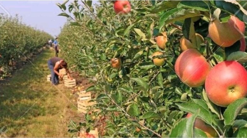 80 мың тонна өнім жиналды