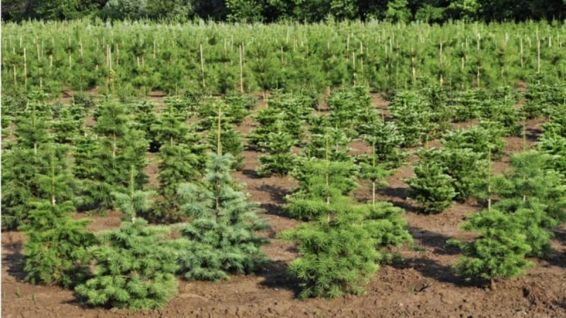 Шымкенттің тұқымбағы 5,4 гектарға ұлғайтылады