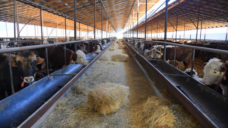 Шымкенттік кәсіпкер тұтынушыларға өнімді делдалсыз сатуға көшті