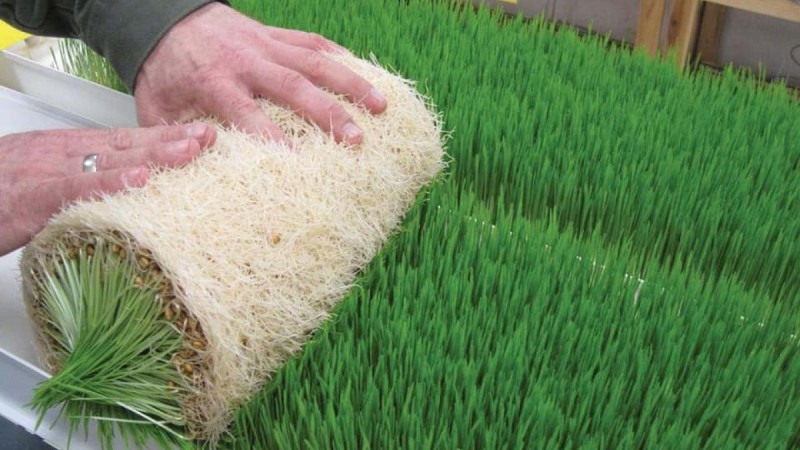 Шаһарда мал азығын дайындауда гидропоника әдісі қолданылады